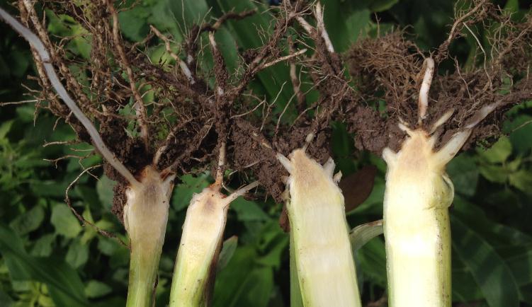 MANAGING STALK ROTS FACTORS LEADING TO STALK ROTS Symptoms of crown rot were observed throughout fields across SE MN in 2014.
