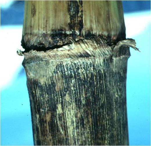 The stalk rot form of anthracnose appears as a narrow, vertical to oval, water-soaked lesions on the rind tissues.