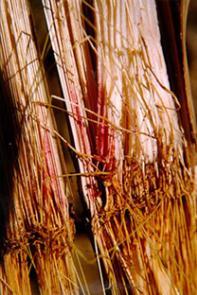 Picture 10. Charcoal Stalk Rot. R. Mulrooney, University of Delaware. Picture 11. Symptoms of charcoal Stalk Rot.