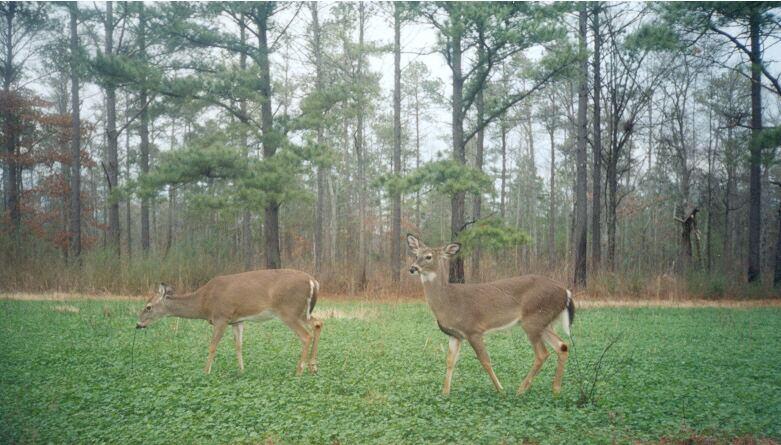 Deer Love Clover More digestible than alfalfa More undegradable protein Survives ensiling Bypass protein Handles more variable soils When do