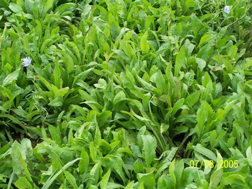 Chicory Highly palatable perennial forage Place in a mix, with clover works best Prefers moderate to well drained
