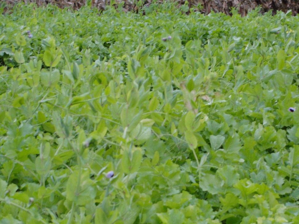 Chicory Management Clip to avoid bolting Shoot with head on it Fertilize like alfalfa or clover, along with 35 lbs of N per harvest (3 times a year) Early spring growth excellent quality, very