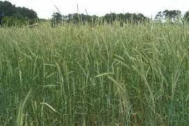Small Grains - Winter Winter Wheat, Winter Rye, Winter Triticale Like well drained ground but will grow on poor ground with low ph, Don t like have wet feet going