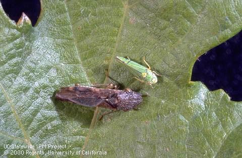 Leafhoppers Highly mobile, seasonal population surges Cause