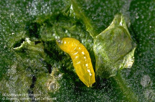 Leafminer Larvae Adult