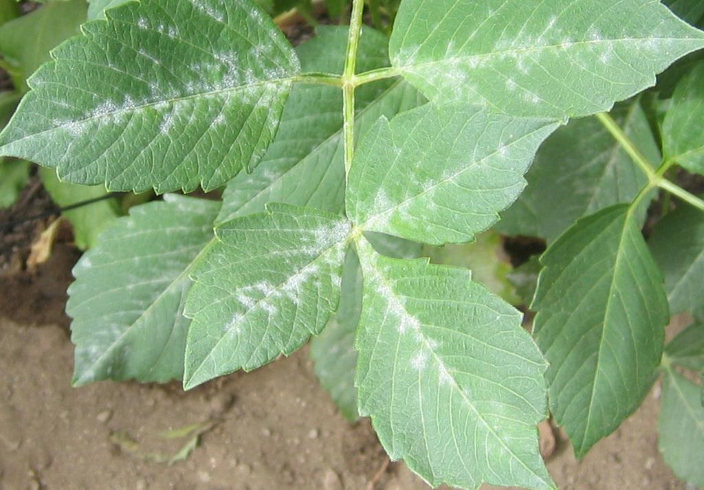Powdery Mildew Wide host range Infection at 54-77º F @ 70-100% RH on leaf surface for 4 hours Mycellium grows 1-3 weeks in leaf Sporulation at 54-77º F degrees and 70-90% RH for 8 hours Early control