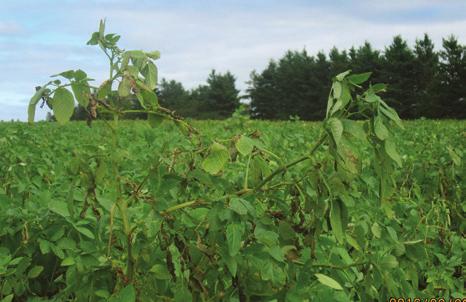 POTATO EARLY DYING Verticillium wilt and potato early dying Verticillium wilt is a major component of the potato early dying complex.