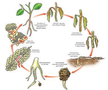 Verticillium pathogens cause damage by invading the xylem elements, disrupting water transport and causing vascular wilt.