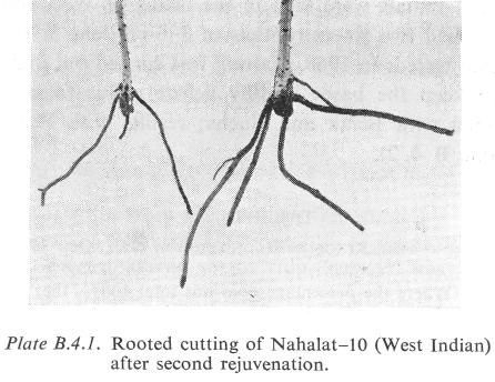In order to study the role of leaves in the rejuvenation process, vegetative "young" Northrop cuttings were grafted on five-month-old seedlings of the same variety.