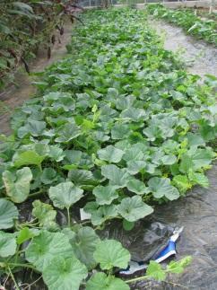 However, the flavour of the smaller melons grown later in the polytunnel was considered to be poor even when left to ripen off the plant in the greenhouse.