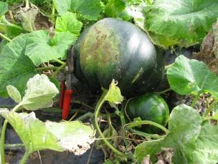 squash in the polytunnel had spread over the neighbouring Dudhi crop to a