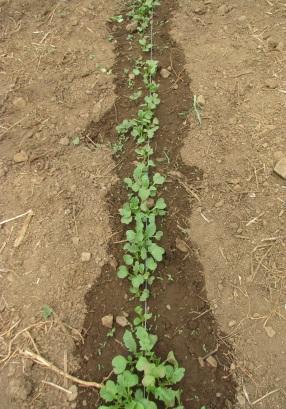 Crop management At, the ground was cultivated to a depth of 25 cm. It was irrigated using a lay flat seepage irrigation hose, apart from an area 2m long which received no irrigation (top of Photo 47).
