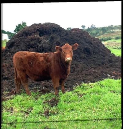 Worm Bedding Composted Animal Manure (horse, rabbit, cow) Advantages: Disadvantages: Can be free May not be