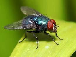 Flies Feed on decaying garbage, fruits, and vegetables that are left