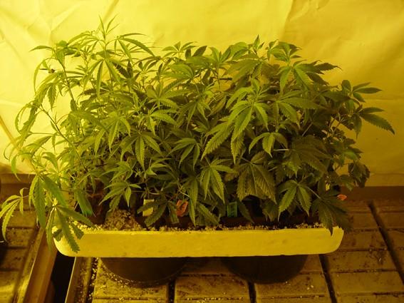 (Sativa strains tend to be far quicker to set roots than Indicas from my experience) After about 10-12 days a light feed can be beneficial