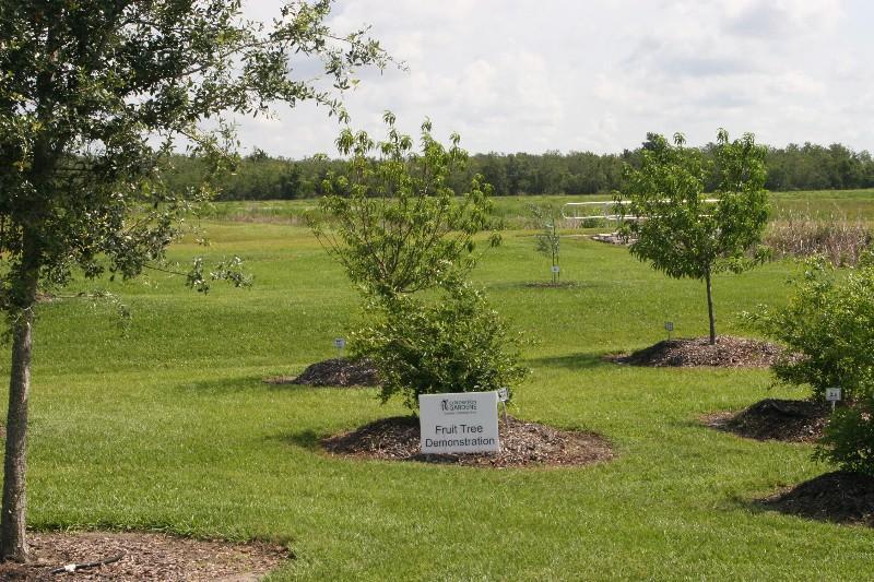 Fruit Tree Garden Showcases over thirty varieties of fruit trees for central Florida