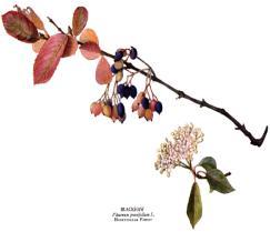 com/images/walcott.html Blackhaw Viburnum Viburnum prunifolium August-Nov.