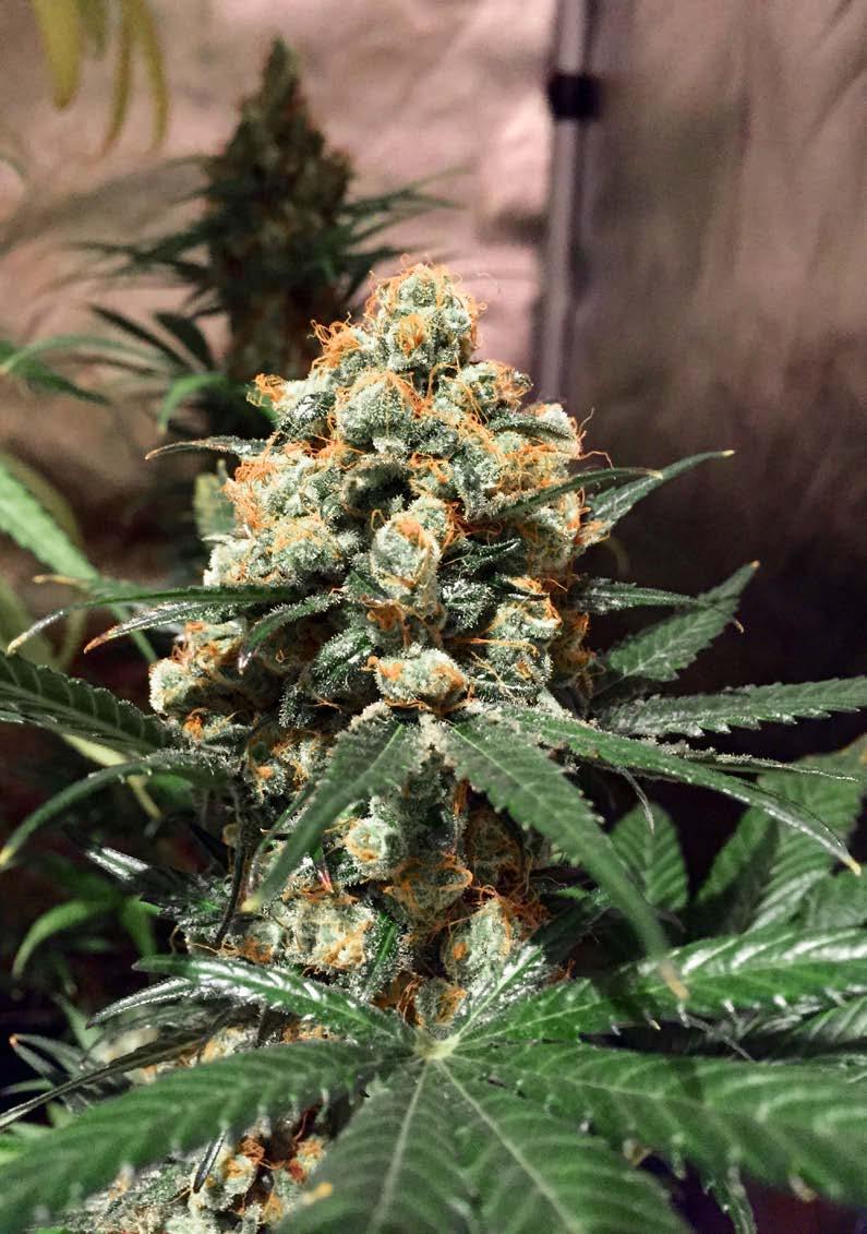 PHOTOPERIOD THC-RICH CANNABIS VARIETIES. Photoperiod cannabis varieties grow under 18 hours of daily light and start to bloom when daylight hours are reduced to 12.