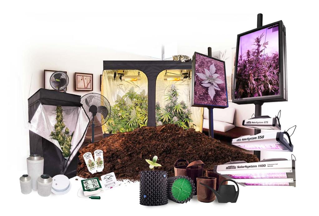 All the equipment and nutrients needed to grow cannabis easily indoors is available on the internet or from your local garden