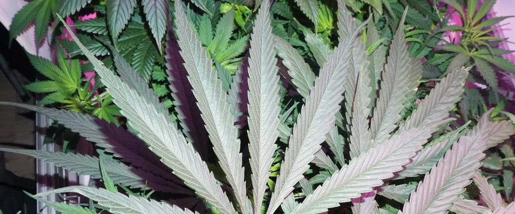 Some photoperiod feminized sativa varieties can easily each 3-4m tall in optimum conditions, so these may not be a good choice for indoor growing.
