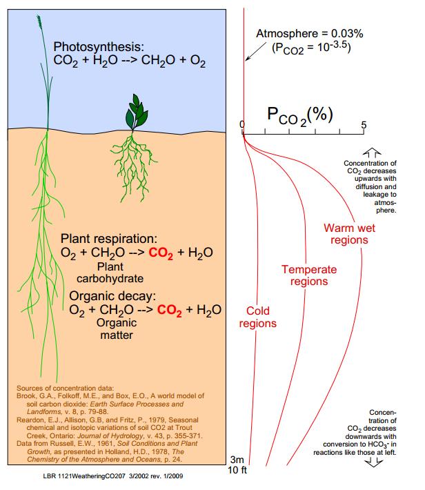 Even in a well-drained soil, biological activity depletes soil oxygen Soil flora and fauna consume oxygen (O 2 ) and produce carbon dioxide (CO 2 ) Soil CO 2 builds up (CO 2