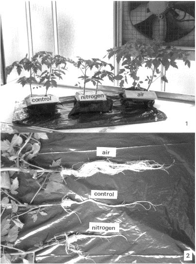 How does oxygen depletion affect plant roots?