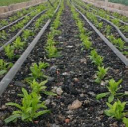 Hydroponic farming is also possible as long as there is an appropiate use and quality of the substrate used, and a well management.