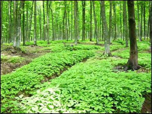 for ginseng production. The trees at the site should be mature hardwoods; maples are considered the most desirable, but other hardwoods species are acceptable as well.