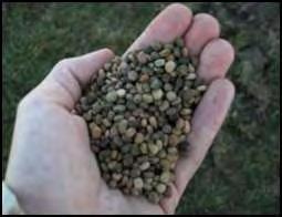 Seed from gardens with disease issues can carry those pathogens to your planting!