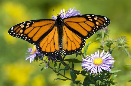 Please accept this challenge! Monarch Butterflies are counting on us to help them.