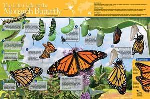 The children and teachers can carefully collect the Monarch eggs and caterpillars from the milkweed plants then bring them