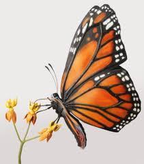Project: MONARCH - Proposed Time Table July 2 - Aug. 28: Twenty locations sign up for program. I personally visit to evaluate garden size and location plus create a "Plan and Needed Supplies List".