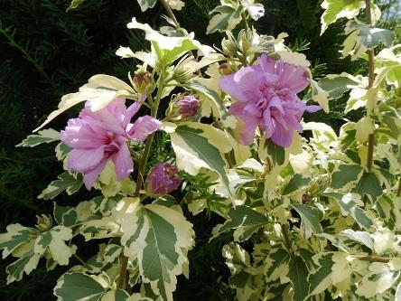 SUGAR TIP Gold Hibiscus syriacus THEISSHSSTL Common name: rose of Sharon USDA 5/AHS 9 4-5 /1.2-1.5m - Variegated rose of Sharon: green leaves are edged with a wide gold margin.