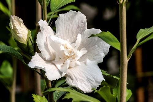 WHITE PILLAR Hibiscus syriacus Gandini van Aart Common name: rose of Sharon USDA 5/AHS 9 10-16 /3.0-4.8 m - Fastigiate rose of Sharon is the only one of its type. Naturally grows as a narrow column.