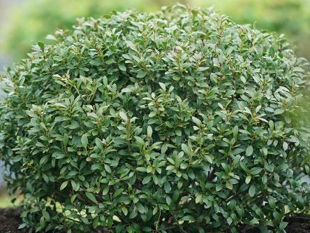 STRONGBOX Ilex glabra Ilexfarrowtracey Common name: inkberry holly USDA 5/AHS 9 2-3 /.6-.9 m Part-full sun - Native evergreen substitute for boxwood, naturally growing as a tight, round sphere.