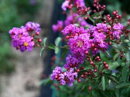 INFINITINI Purple Lagerstroemia indica G2X13368 ppaf Common name: crapemyrtle USDA 6b/AHS 10 3-5 /.9-1.5 m - Dwarf crapemyrtle with purple flowers all summer long.