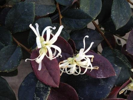 JAZZ HANDS NIGHT MOVES Loropetalum chinense Suzuki ppaf Common name: Chinese fringe-flower USDA 7b/AHS 9 2-4 /.6-1.