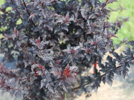 SUMMER WINE Black Physocarpus opulifolius SMNPMS Common name: ninebark USDA 3/AHS 7 5-6 /1.5-1.