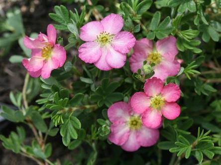 HAPPY FACE HEARTS Potentilla suffruticosa SMNPPS Common name: potentilla USDA 2/AHS 7 1-2 /.3-.6 m Part-full sun - Bright pink flowers with yellow and white centers cover this compact, mounded plant.