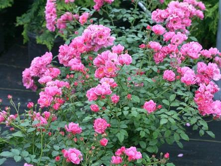 OSO EASY Double Pink Rosa MEIRIFTDAY Common name: rose USDA 5/AHS 9 1.5-2 /.4-.6 m - Disease resistant landscape rose is low maintenance and easy to grow.