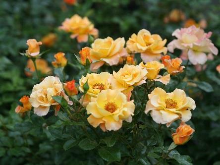 SUNSAY Rosa Chewgewest Common name: rose USDA 5/AHS 9 3-4 /.9-1.