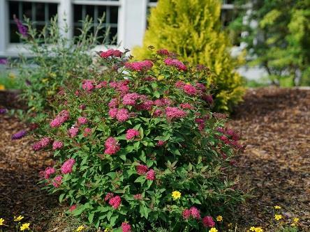 DOUBLE PLAY DOOZIE Spiraea x NCSX2 Common name: spirea USDA 3/AHS 8 2-3 /.6-.9 m Part-full sun Low - moderate - First ever sterile, reblooming spirea!