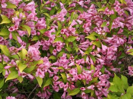 SNIPPET LIME Weigela florida VUKOZ047213 Common name: reblooming weigela zone: USDA 4/AHS 8 1-2 /.3-.6 m - Dwarf reblooming weigela. - Bright pink flowers are set off by chartreuse colored foliage.