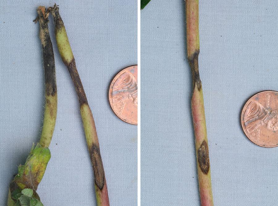 Root infections, though not commonly seen, result in rotted, non-functional roots that cause the plant to wilt.