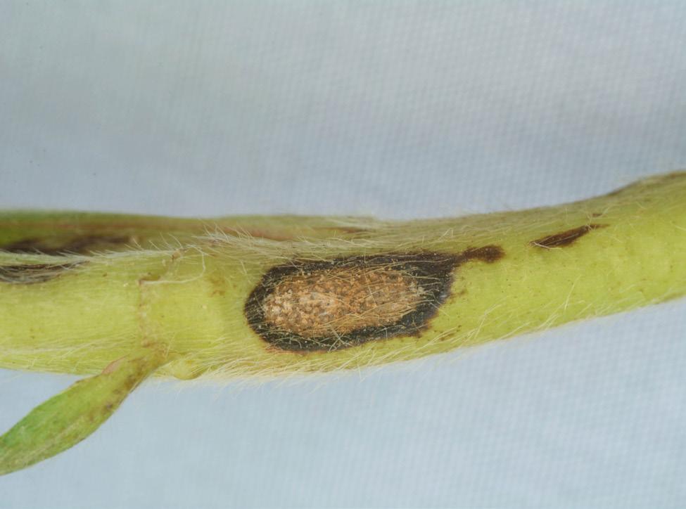 Therefore, root and crown anthracnose disease (Table 1) may resemble symptoms caused by soilborne pathogens such as Phytophthora.