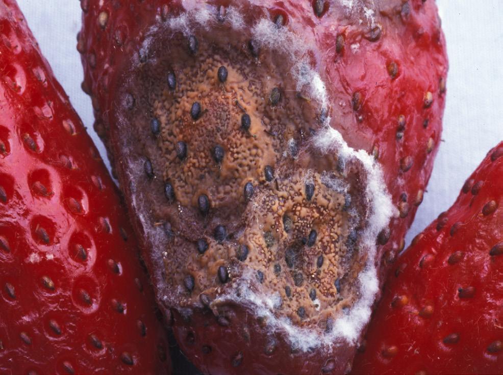 For example, researchers have found that strawberry isolates of C. acutatum are more aggressive and damaging to strawberry than isolates from other hosts.