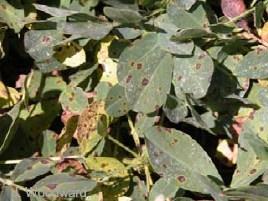 Furthermore, poor vine integrity may lead to problems with digging and windrowing of plants. Lesions of the late leaf spot pathogen are typically dark brown to black.