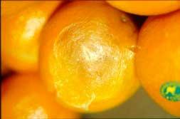 CAUSE Impact causing oil glands to rupture and burn the rind. Mild injury results in light yellow patches.