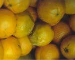 Oil glands rupture easily when fruit is turgid. ie., harvested during cold or damp conditions.