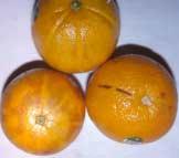 , mandarins) are more susceptible. Late season fruit are more susceptible.